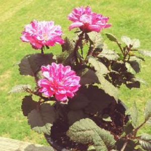 Meet your Posher, Lora